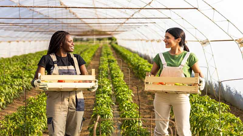 Woolworths sustainability linked deal